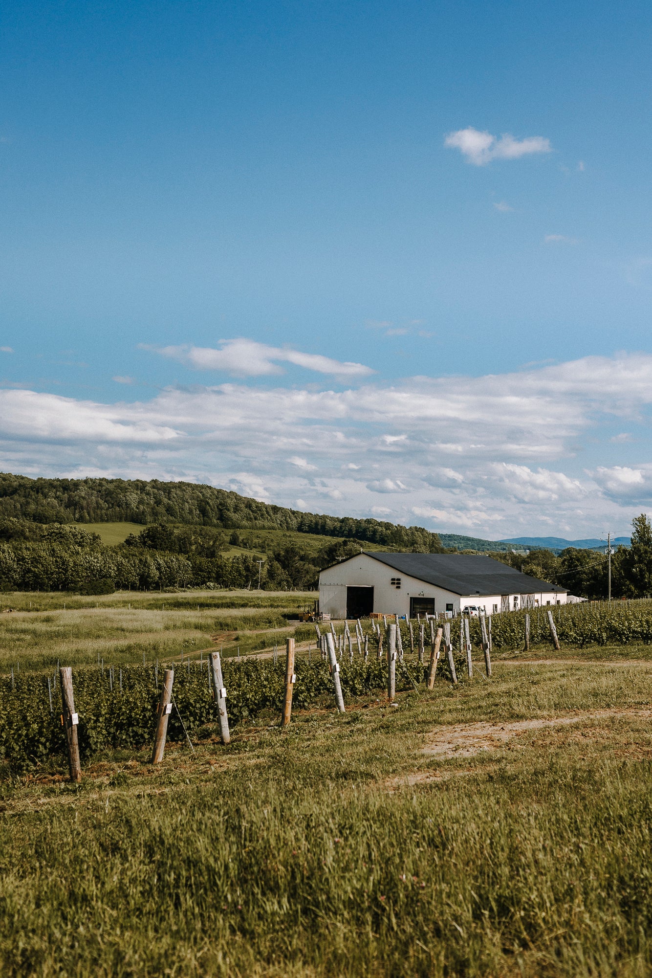 Panier apéro au cœur des vignes