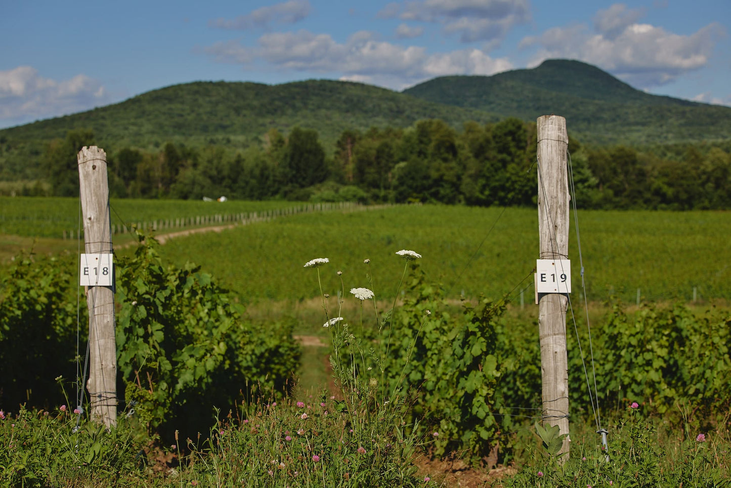Panier apéro au cœur des vignes
